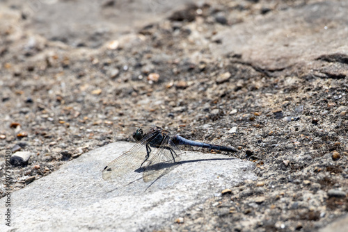 dragonfly on the stone