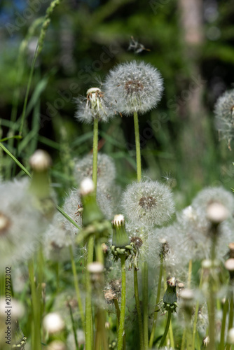 A fluffy white dandelion in a meadow