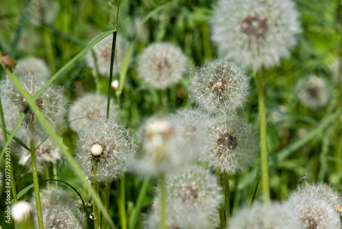 A fluffy white dandelion in a meadow