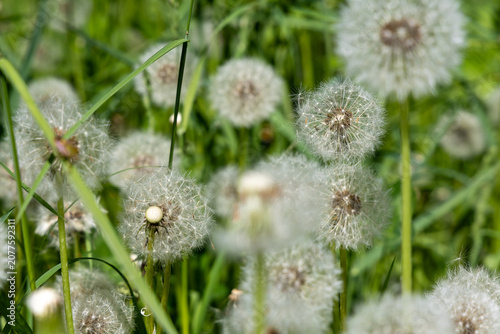 A fluffy white dandelion in a meadow