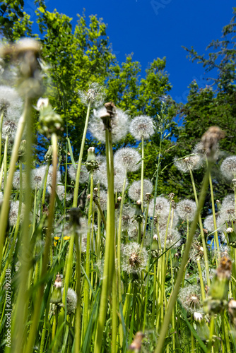 A fluffy white dandelion in a meadow