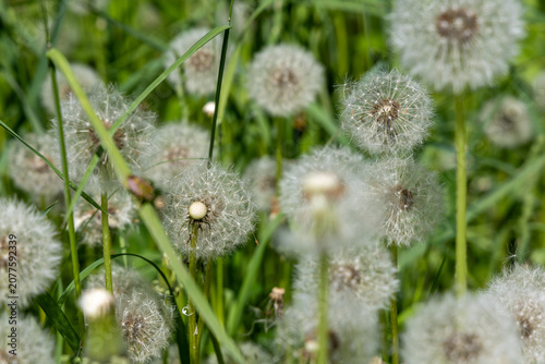 A fluffy white dandelion in a meadow