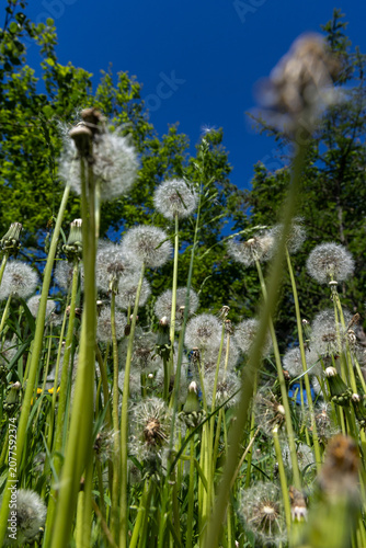 A fluffy white dandelion in a meadow