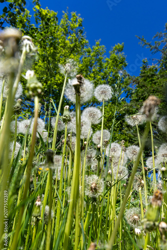 A fluffy white dandelion in a meadow