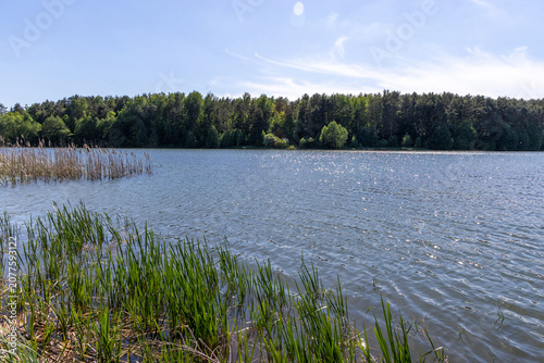 The green forest beyond the lake