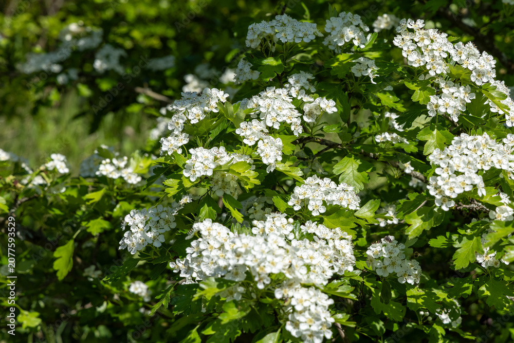 Fototapeta premium White flowers blooming on a bush