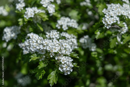 White flowers blooming on a bush