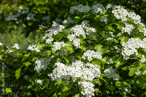 White flowers blooming on a bush