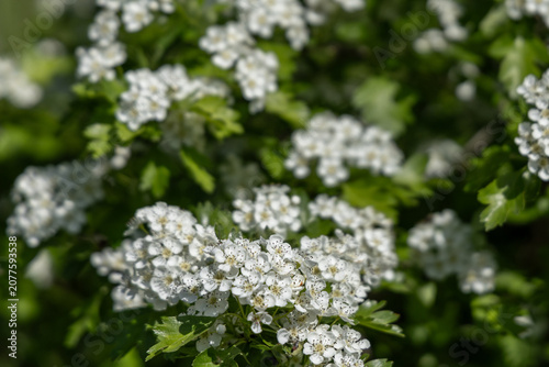 White flowers blooming on a bush