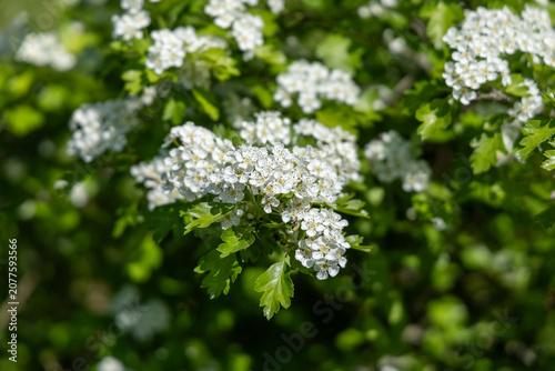 White flowers blooming on a bush