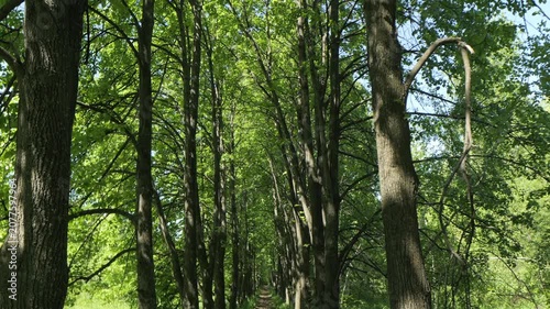 Sunlight filters through tall trees in a lush green forest. Pathway winds between tall trunks with vibrant leaves. Shadows dance on ground beneath canopy