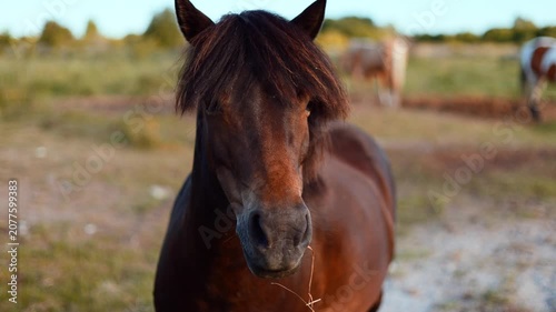 Portrait of brown horse head with dark mane standing in field. Close up view of equine animal in nature. Equestrian lifestyle and wildlife photography concept for farm animal theme.