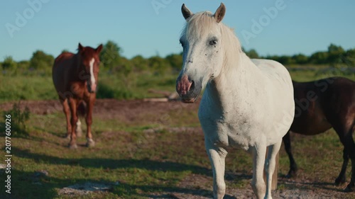 White horse standing in a grassy meadow during a sunny day. Herd of horses grazing in the field. Rural farm life with domestic animal enjoying nature scenery.