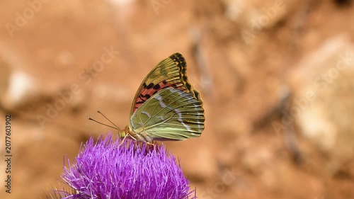 A close-up macro shot of a beautiful Cardinal butterfly feeding on a purple thistle flower, with its wings slightly spread. 
