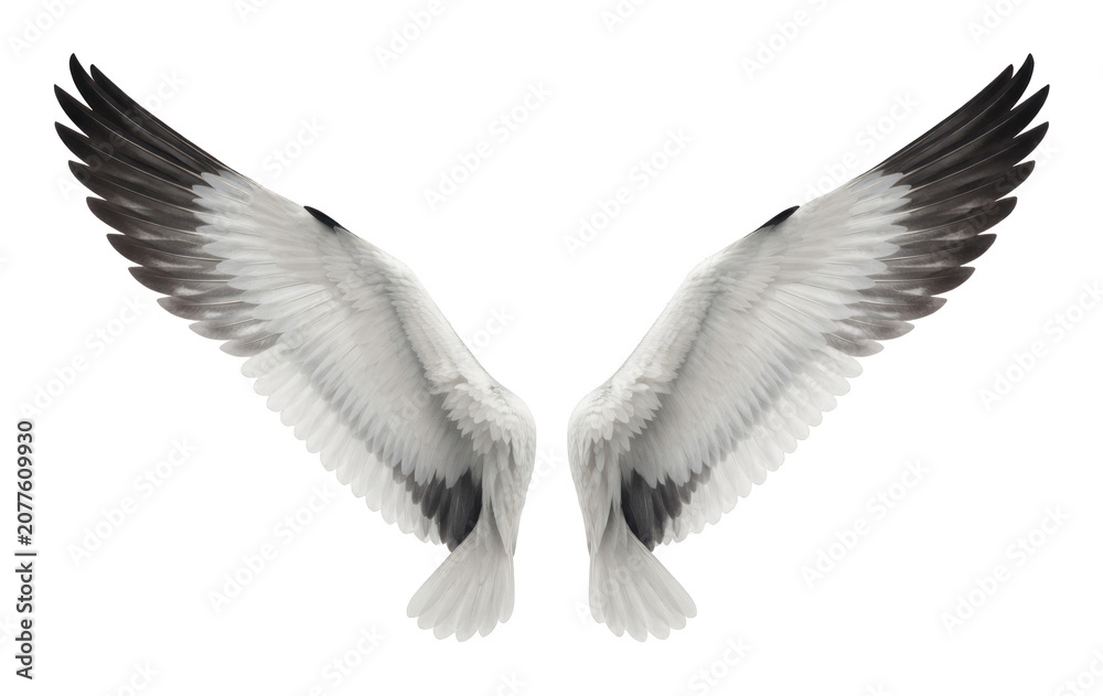 Obraz premium PNG Elegant white angel wings