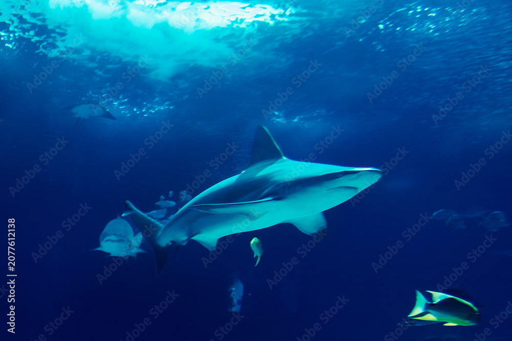Obraz premium Portugal, Lisbon - Oceanarium. large shark is swimming through clear blue water in an aquarium. fish are nearby. scene shows marine life in artificial environment.