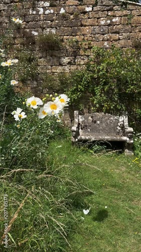 Beautiful white flowers blooming next to an old vintage bench in a cozy cottage garden.
