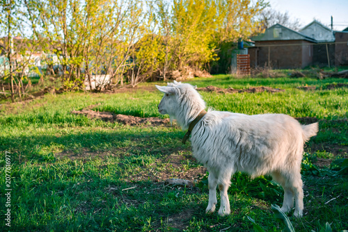 Side view of a white farm goat standing in a sunny green rural meadow during golden hour — 8K high resolution