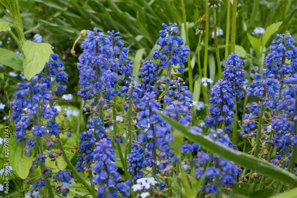 Obraz premium Close-up of blue Muscari flowers with small forget-me-nots. Great for spring garden textures, bulb flower photography, and colorful nature backgrounds.