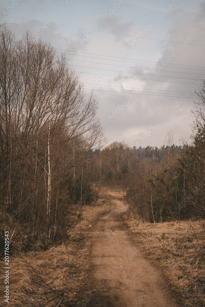 Obraz premium road in the forest