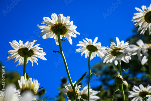 Bild auf Leinwand White oxeye daisies blooming in a summer garden