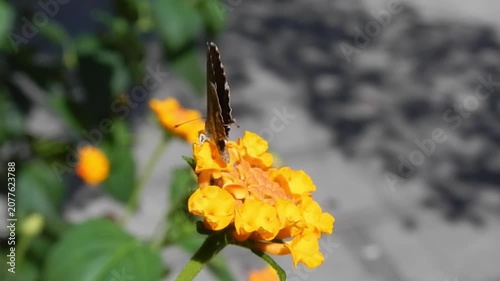 Butterfly Geranium bronze, Cacyreus marshalli on yellow and orange flowers of Lantana on hot summer weather - close-up, slow motion. Topics: beauty of nature, Mediterranean vegetation, blooming