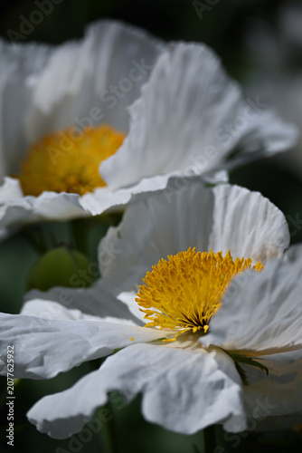 White Matilija poppy flowers in summer garden