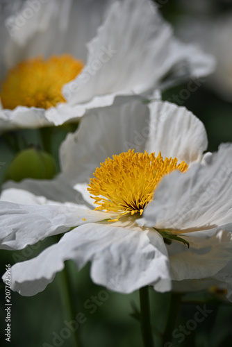 White Matilija poppy flowers in summer garden