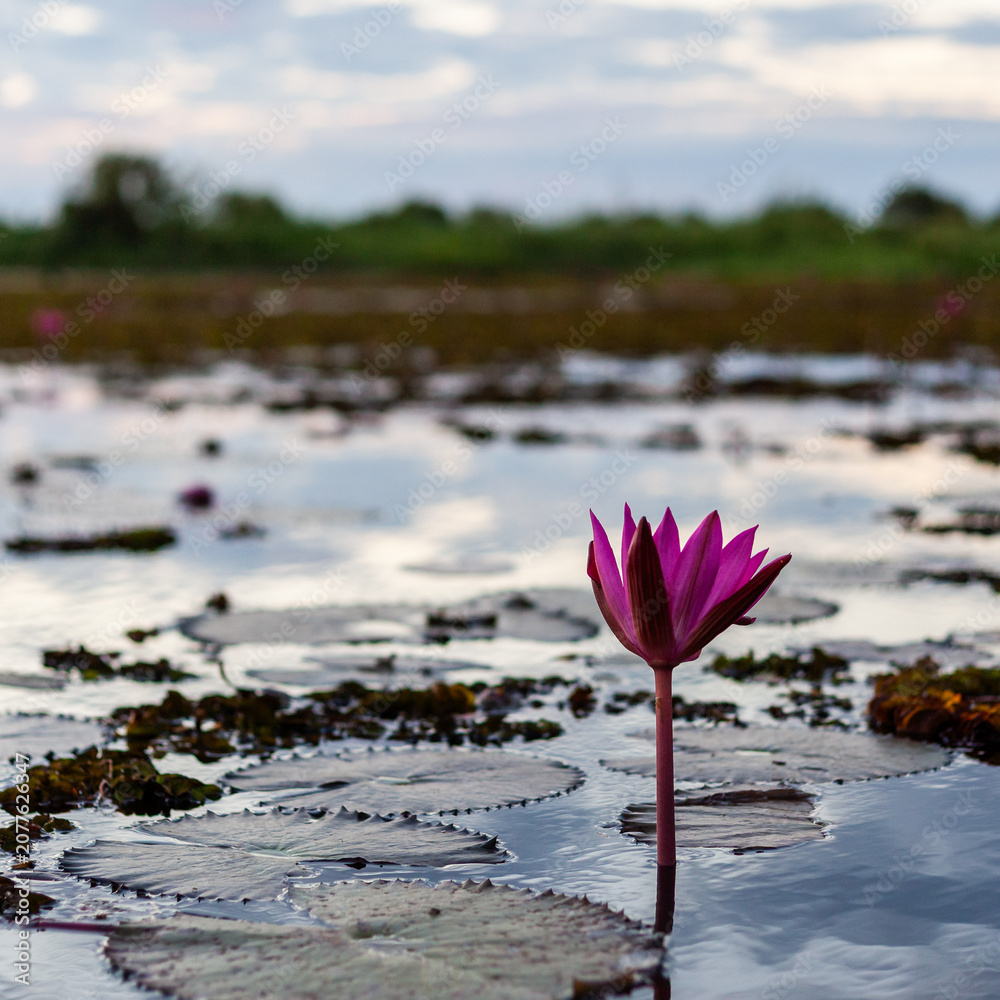 Fototapeta premium Red lotus flower blooming in a serene lake near Udon Thani, Thailand. Floating on calm water with lush greenery in the background. Tropical flora thriving in a natural outdoor setting.