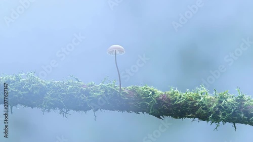 Slow motion tracking shot of tiny mushroom growing on moss covered branch in misty temperate forest morning