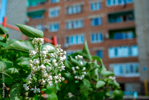Close-up of white lilac flowers and green leaves blooming in spring against a blurred urban brick building background with copy space — 8K high resolution