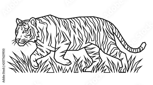 Tiger walking through grassy field slowly.