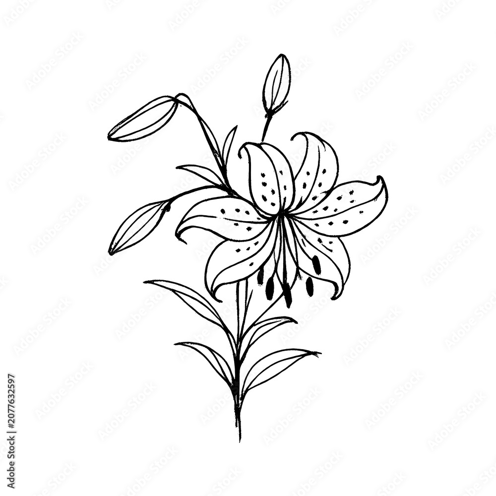 Fototapeta premium PNG Elegant monochrome lily illustration