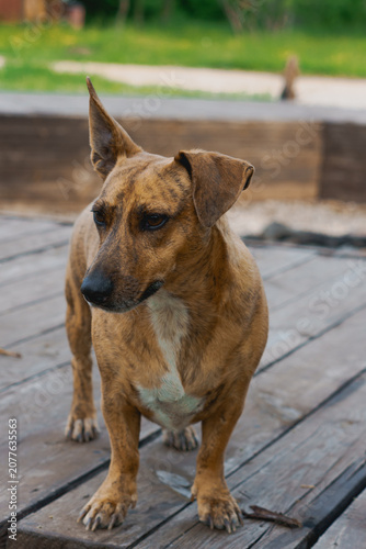portrait of a dog