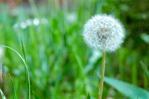 Fluffy white dandelion seed head on a stem set against a vibrant green blurred background with wide copy space on the left — 8K high resolution nature macro