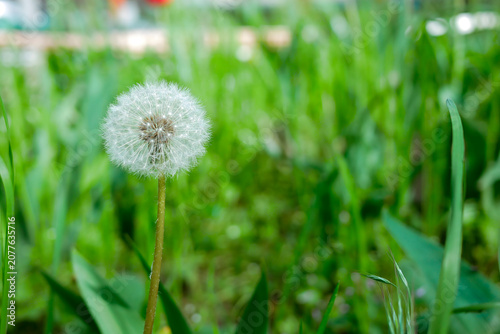 Soft white dandelion seed head standing in a lush green grass meadow with beautiful bokeh background and copy space — 8K high resolution nature macro