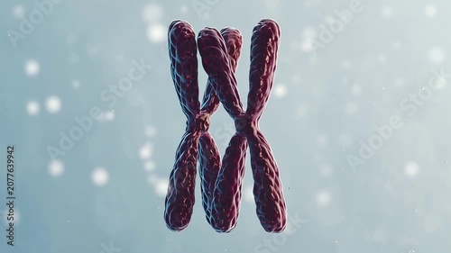 Homologous chromosomes slowly pairing together during early meiosis