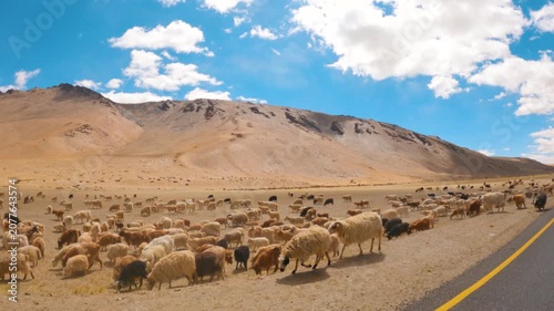 4K shot of herd of goat and sheep pasturing on dried grass near the Himalayas at Ladakh, India. Live stock in the high altitude of Himalayas in Ladakh during the summer season. Cattle grazing. 