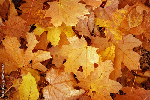 autumn nature background of fallen dry maple leaves close up. symbol of fall time, autumn season. template for design. top view