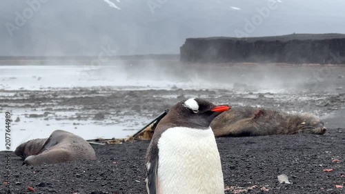 Peaceful Antarctic Scene with Gentoo Penguin, Fur Seals and Geothermal Steam at Deception Island, Antarctica