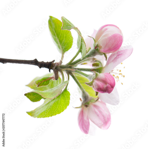 Spring apple blossom isolated on white background. Branch of flowering apple tree with pink and white flowers and green leaves. Clipping path.