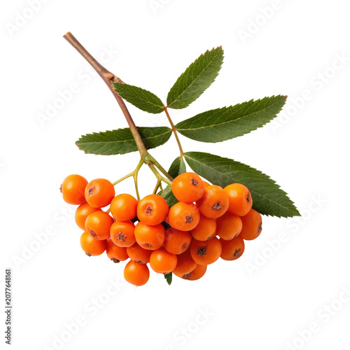 Orange rowan berry cluster with leaves isolated for botanical reference autumn decoration herbal ingredients seasonal packaging and nature advertising