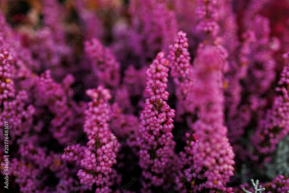 Obraz premium Common heather blossoms in autumn garden with dreamy purple floral background