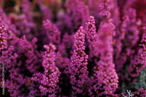 Billede på lærred Common heather blossoms in autumn garden with dreamy purple floral background