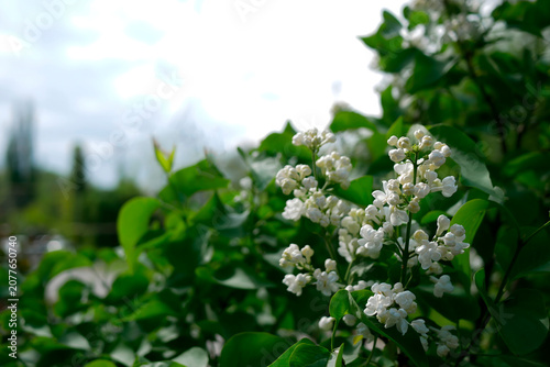 Cluster of white lilac flowers and spring leaves against a soft blurred sky and outdoor background with copy space — 8K high resolution