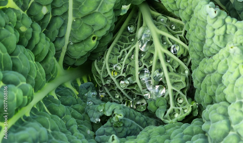 A close-up of raindrops on cabbage leaves. Summer design background with space for text.