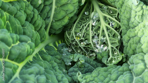 A close-up of raindrops on cabbage leaves. Summer design background with space for text.