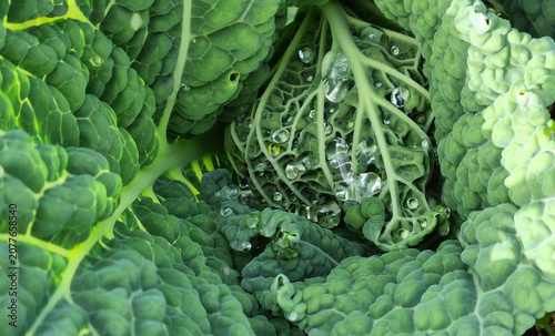 A close-up of raindrops on cabbage leaves. Summer design background with space for text.