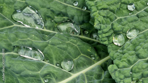 A close-up of raindrops on cabbage leaves. Summer design background with space for text.