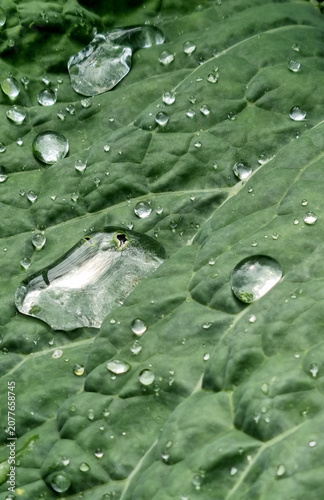 A close-up of raindrops on cabbage leaves. Summer design background with space for text.